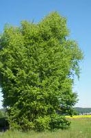 Populus Tremula - Aspen Trees from Heathwood Nurseries